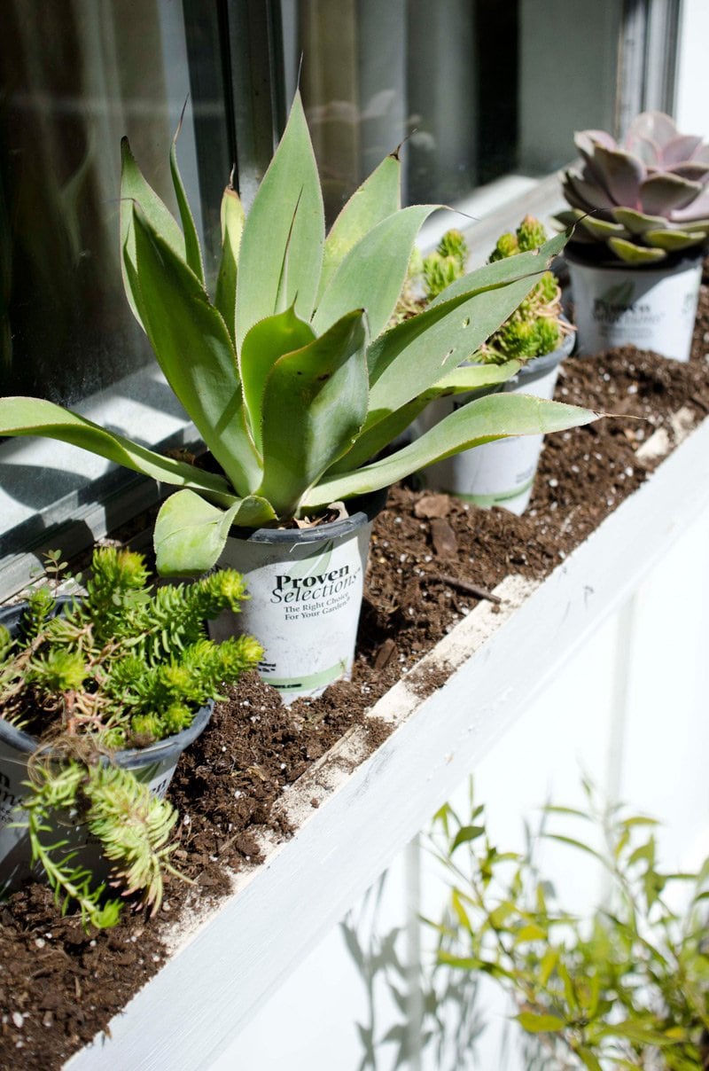 THE BEST PLANTS FOR A LOW MAINTENANCE WINDOW BOX | Thou Swell https://thouswell.com/the-best-plants-for-a-carefree-window-box/