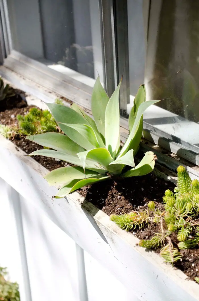 THE BEST PLANTS FOR A LOW MAINTENANCE WINDOW BOX | Thou Swell https://thouswell.com/the-best-plants-for-a-carefree-window-box/