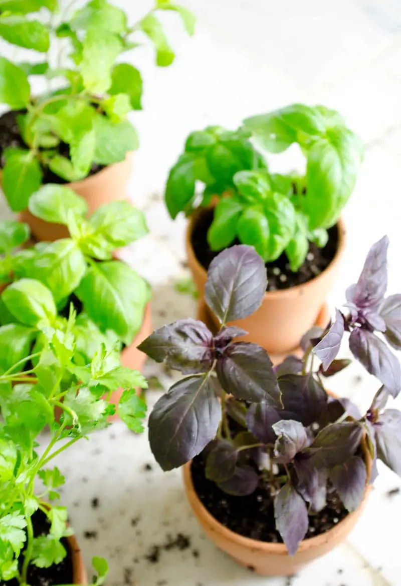 Plant a lush potted kitchen garden complete with all the essential cooking herbs for fresh summer taste all year round.