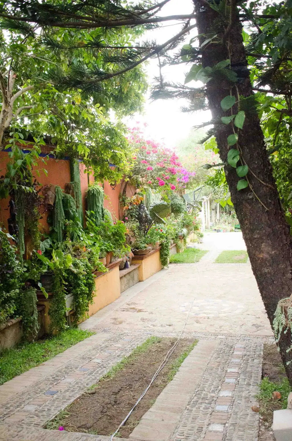 Garden courtyard driveaway in Oaxaca, Mexico