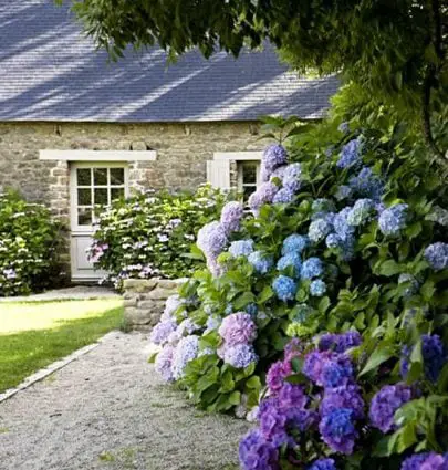 Blue and purple hydrangea hedge in a garden by a stone cottage via @thouswellblog