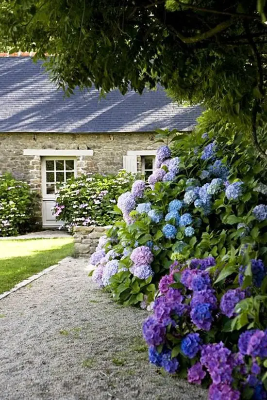 Blue and purple hydrangea hedge in a garden by a stone cottage, southern garden ideas via Thou Swell #garden #gardening #gardenideas #southerngarden