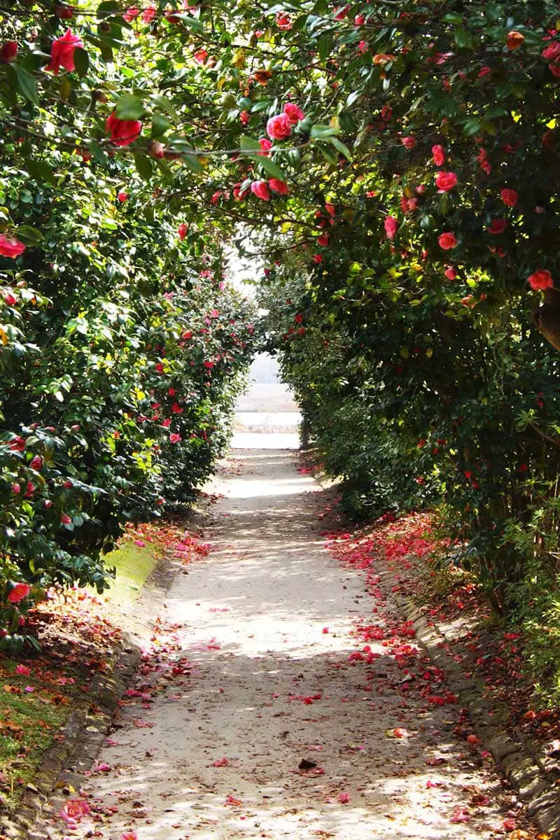 Camellia bushes forming an allée above a garden path in a Charleston Southern garden landscaping via Thou Swell #garden #gardening #gardenideas #southerngarden