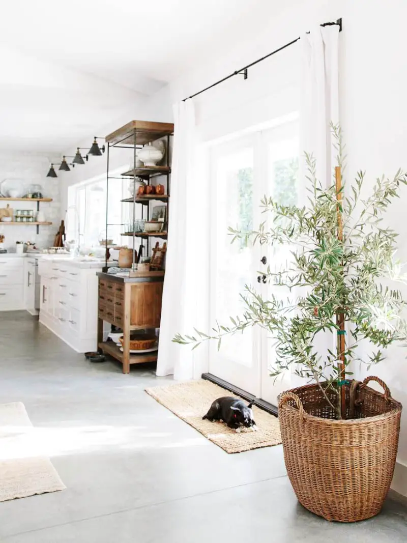 Indoor olive tree plant trend on Thou Swell @thouswellblog