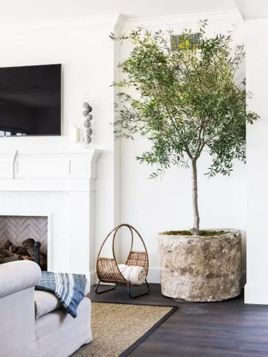 Indoor olive tree in white living room on Thou Swell @thouswellblog