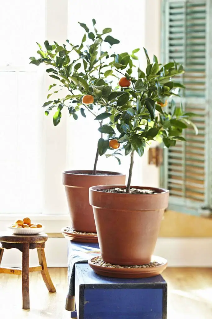 How to care for indoor citrus trees on Thou Swell @thouswellblog