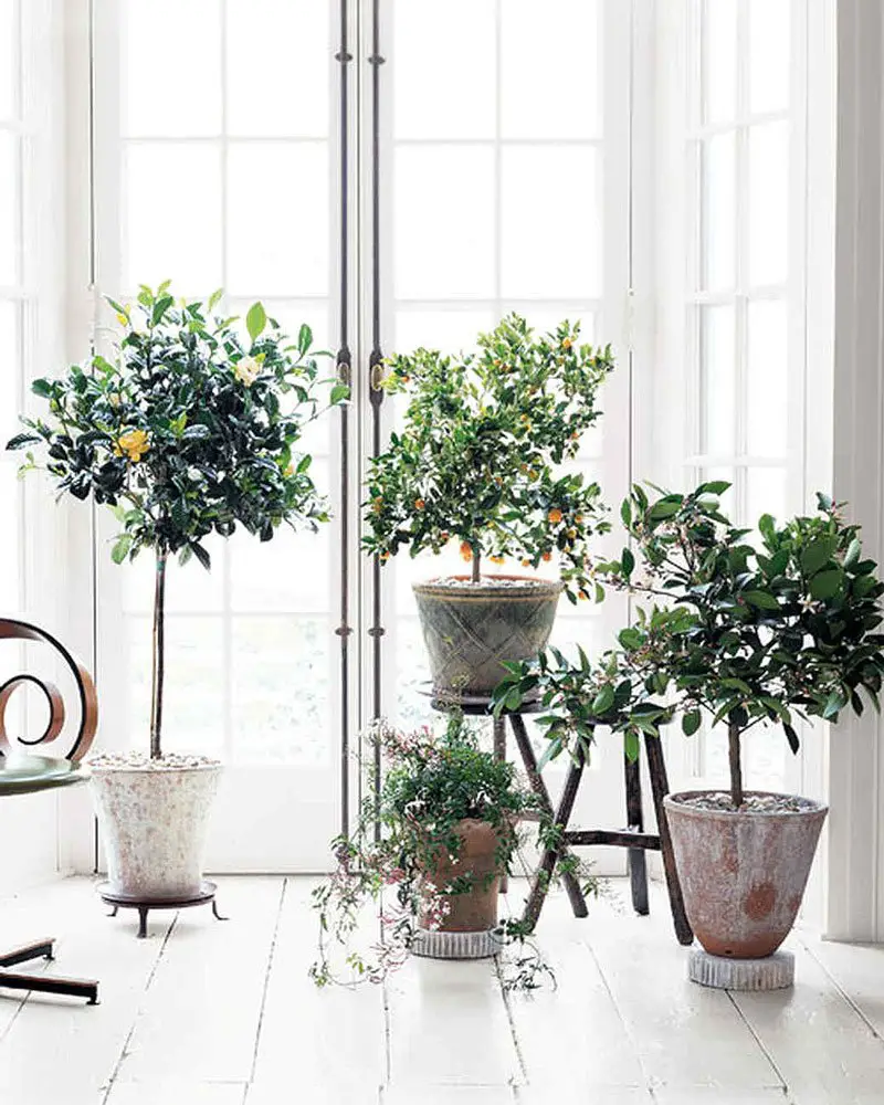 Potted indoor citrus trees in a white Scandinavian style room, plus how to care for indoor citrus trees on Thou Swell @thouswellblog