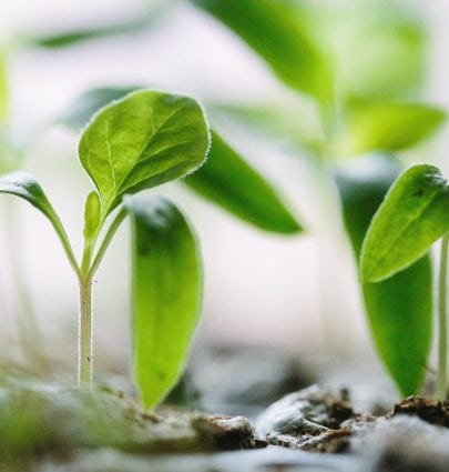 Innovative Urban Garden Ideas - Lean To Greenhouses & More 4 Innovative Urban Garden Ideas - Lean To Greenhouses & More 4