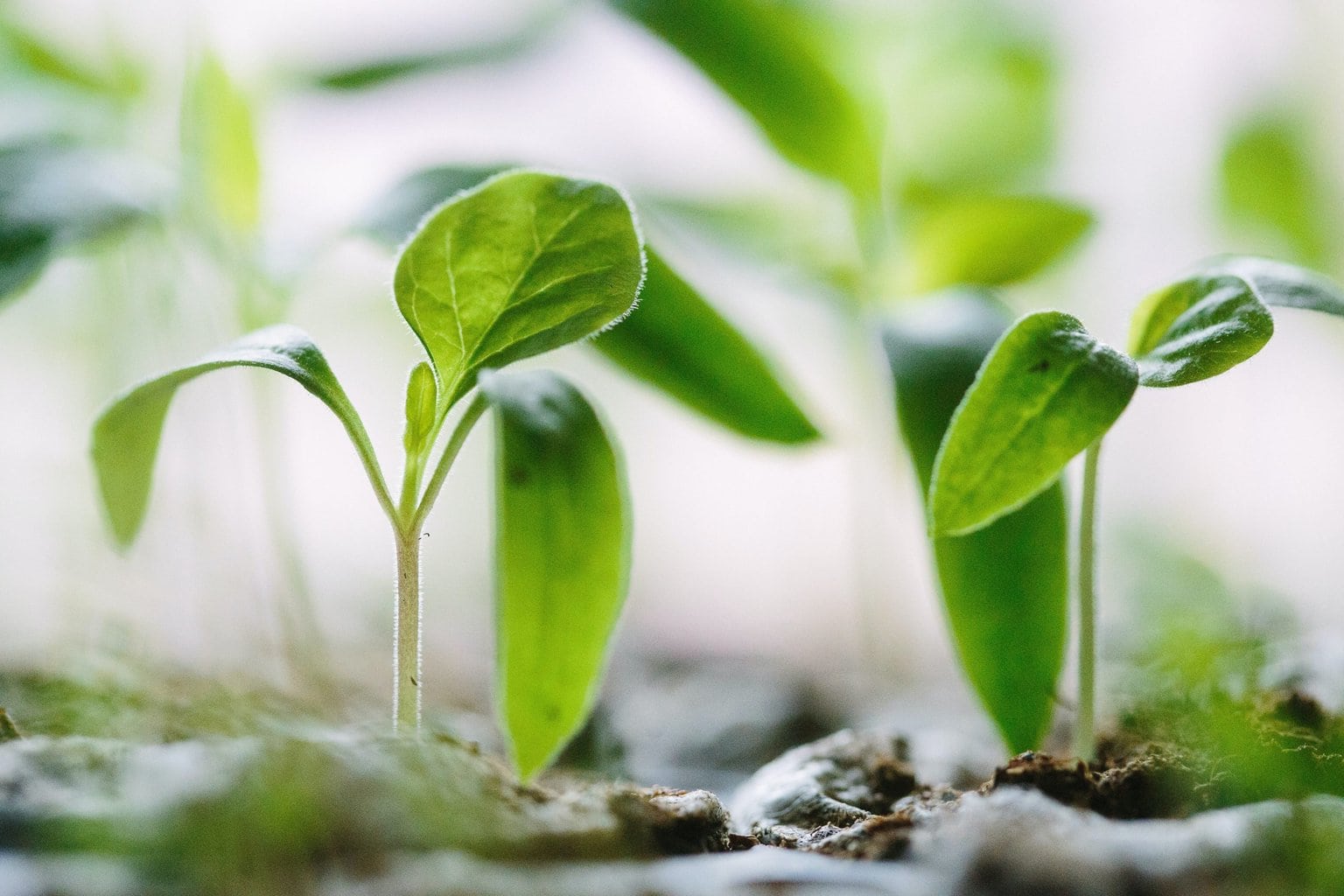 Innovative Urban Garden Ideas - Lean To Greenhouses & More 11 Innovative Urban Garden Ideas - Lean To Greenhouses & More 4