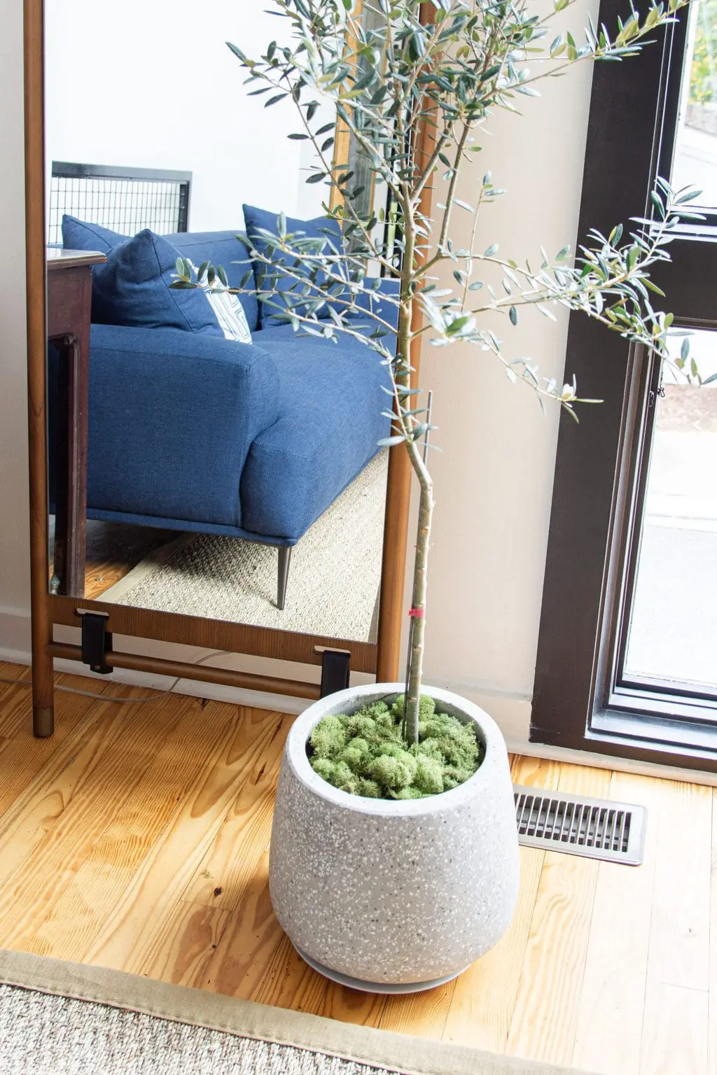 Modern Terrazzo planter with indoor olive tree and leaning floor mirror, townhouse design ideas by Kevin O'Gara on Thou Swell #article #myarticle #abiskosofa #bluesofa #moderndesign #livingroom #livingroomdesign #homedecor #homedecorideas