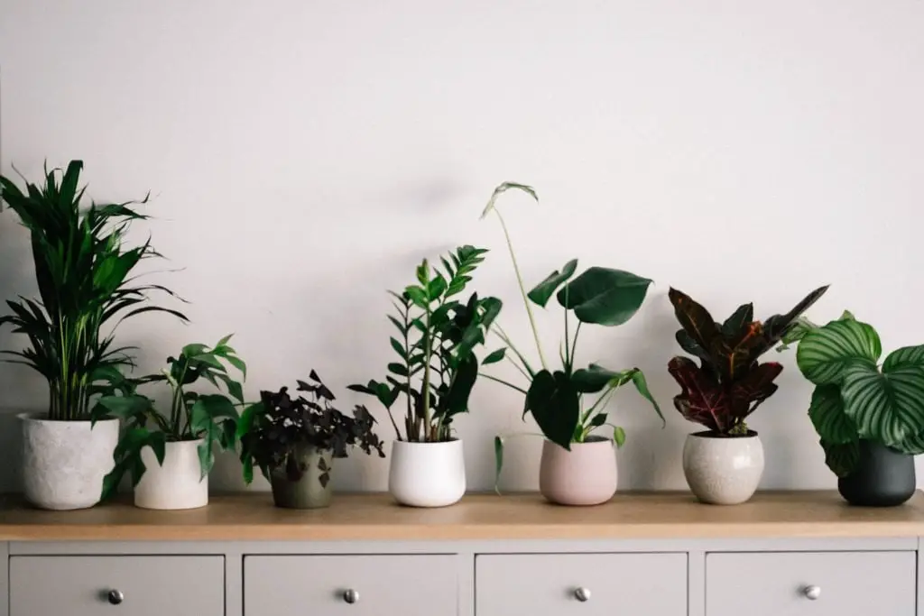 How to Take Basic Care of Indoor Plants 1