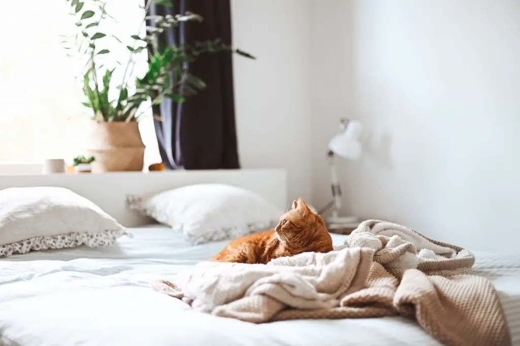 7 Things to Consider When Shopping for The Perfect Bedding 1