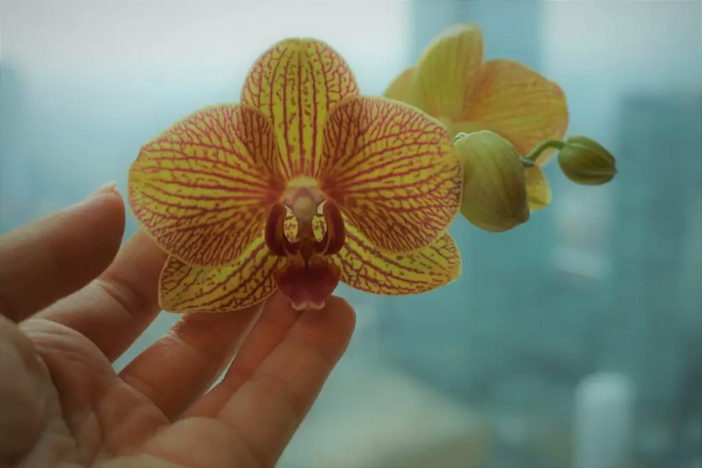 5 Most Popular Types of Orchids 1