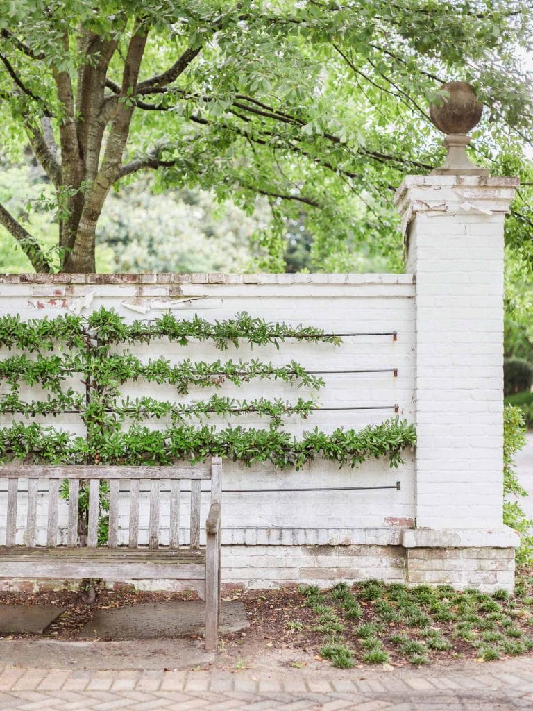 Espalier vine landscaping design on brick wall in elegant Memphis home tour on Thou Swell #hometour #housetour #traditionalhome #interiordesign #homedesign #homedecorideas #traditionaldesign #homedecor