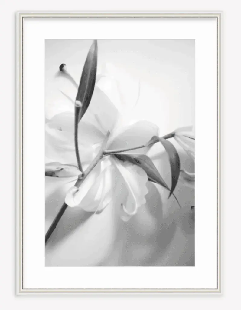 Lily black and white photography framed fine art print by Kevin O'Gara on Thou Swell #artprint #wallart #framedprint #fineart #photography