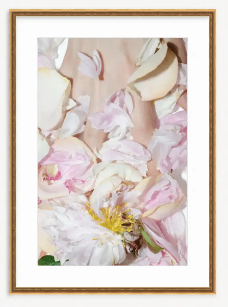 Pink peony flower photography framed fine art print by Kevin O'Gara on Thou Swell #artprint #wallart #framedprint #fineart #photography