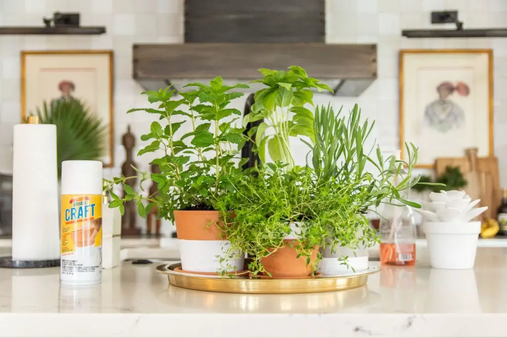 Indoor countertop herb garden in the kitchen with mismatched pots and Plasti Dip Craft coating DIY project on Thou Swell #herbgarden #indoorplants #indoorgarden #kitchengarden #plastidip 