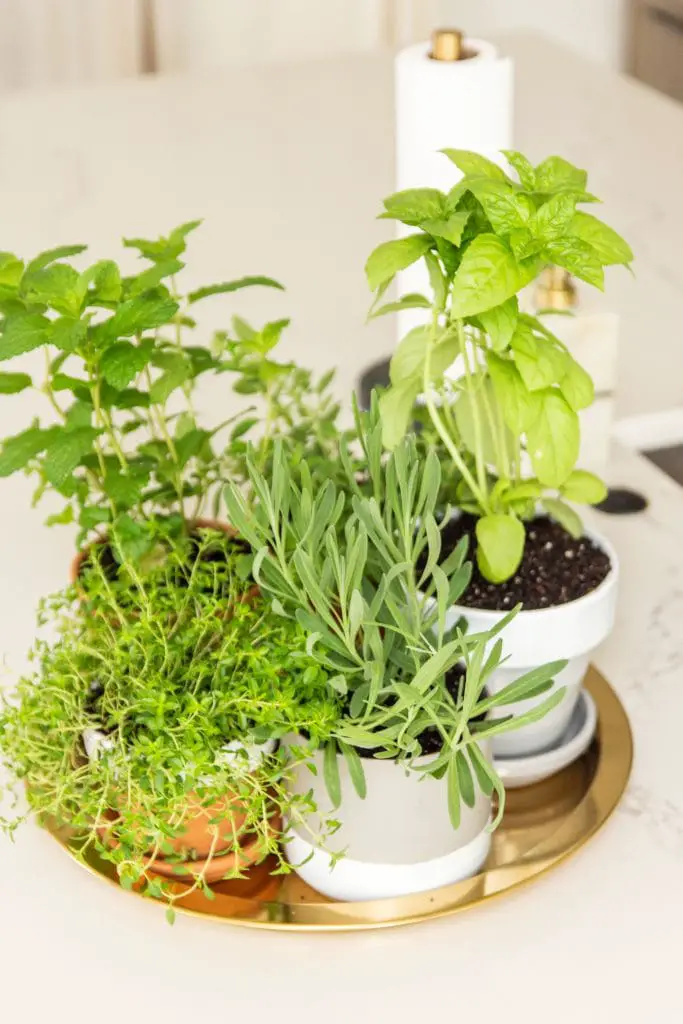 Indoor countertop herb garden in the kitchen with mismatched pots and Plasti Dip Craft coating DIY project on Thou Swell #herbgarden #indoorplants #indoorgarden #kitchengarden #plastidip 