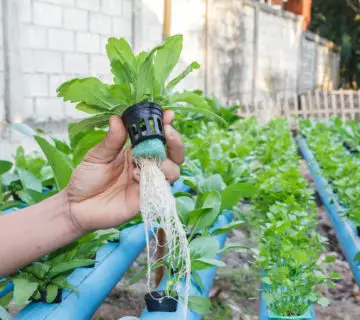 How to Grow Indoor Plants With Hydroponics 1