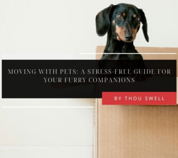Moving With Pets: A Stress-Free Guide for Your Furry Companions 4
