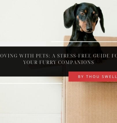 Moving With Pets: A Stress-Free Guide for Your Furry Companions 6 Moving With Pets: A Stress-Free Guide for Your Furry Companions 6