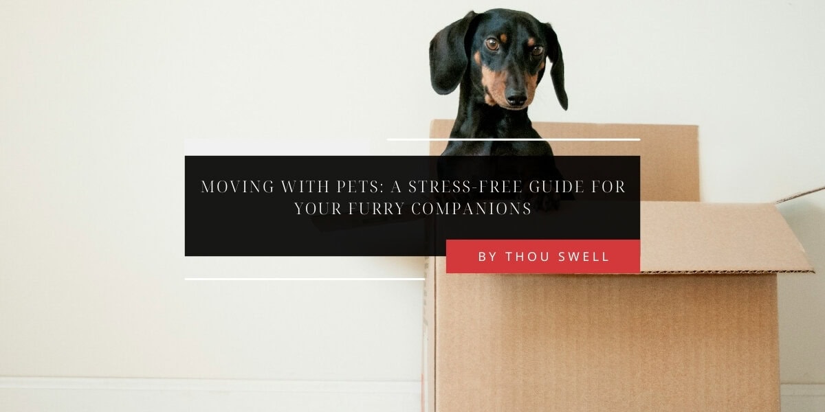 Moving With Pets: A Stress-Free Guide for Your Furry Companions 11